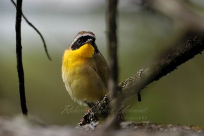 Common Yellowthroat in twigs 24.jpg