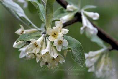 Autumn Olive in bloom 24.jpg