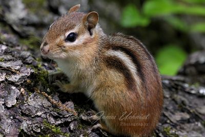 Chipmunk on a log 24.jpg