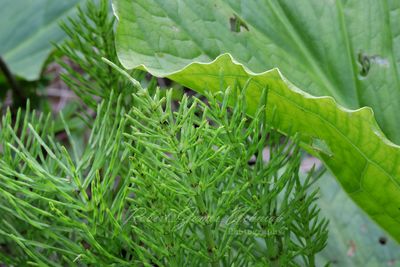 Common Horsetail and Skunk Cabbage 24.jpg