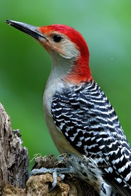 Red Bellied Woodpecker portrait 24.jpg