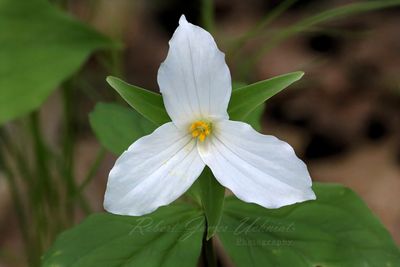 Trillium 24.jpg