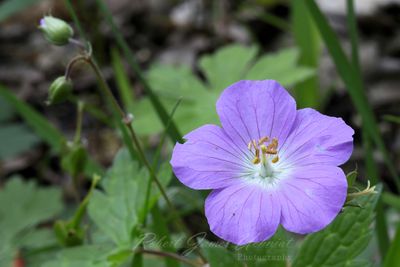 Wild Geranium 24.jpg