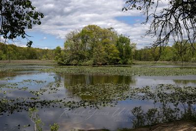 Kensington Rookery 24.jpg