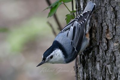 White Breasted Nuthatch 24.jpg