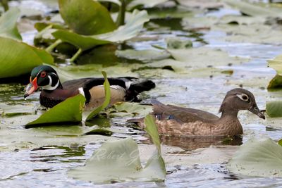 Wood Duck pair in marsh 24.jpg
