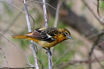 Baltimore Oriole female on twig 24.jpg