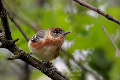 Bay Breasted Warbler 24.jpg
