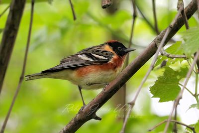 Bay Breasted Warbler 2 24.jpg