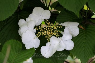 Blooming Viburnum 24.jpg
