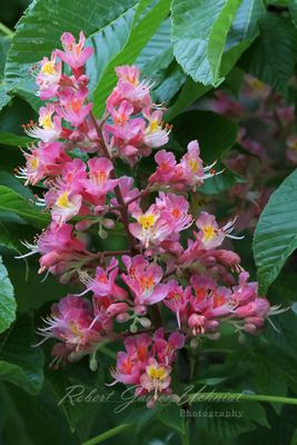 Horse Chestnut blossoms 24.jpg