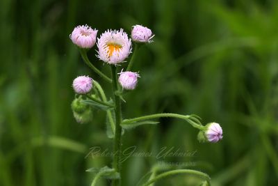 Common Fleabane 24.jpg
