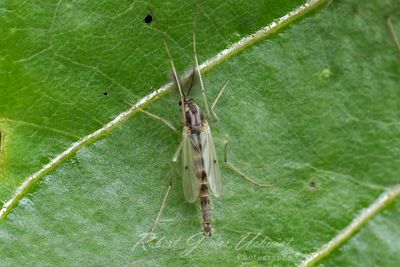 Mosquito 24.jpg