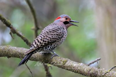 Northern Flicker on branch 2 24.jpg