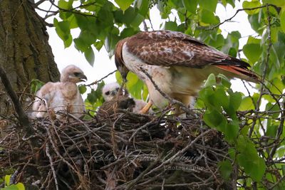 Red Tailed hawk Meal time 24.jpg