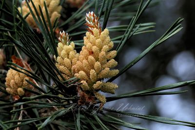 Scots Pine flower 24.jpg