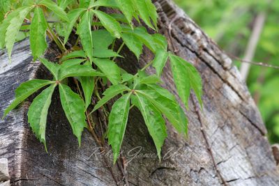 Virginia Creeper on log 24.jpg
