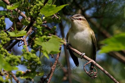 Red Eyed Vireo 24.jpg