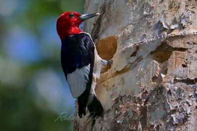 Red Headed Woodpecker nest 24.jpg