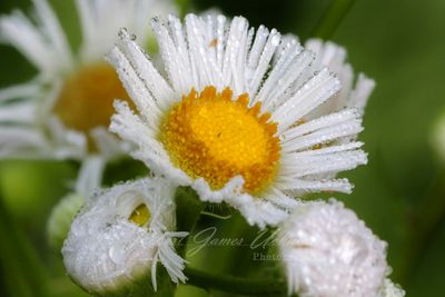 Annual Fleabane with dew 24.jpg