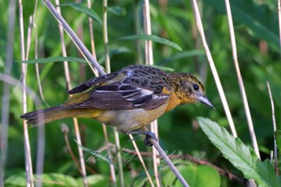 Baltimore Oriole female on twig 2 24.jpg