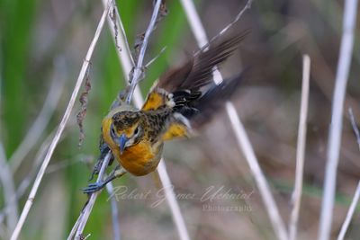 Baltimore Oriole female taking off 24.jpg