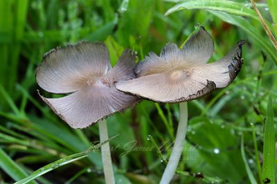 Inky Cap Mushrooms 24.jpg