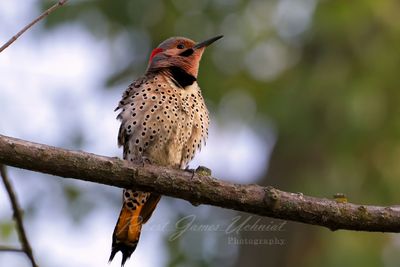 Northern Flicker puffed 24.jpg