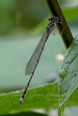 Stream Bluet Damselfly and leaf 24.jpg