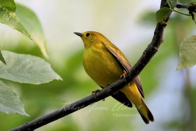 Yellow Warbler on branch 24.jpg