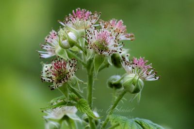 Black Raspberry blossoms 24.jpg
