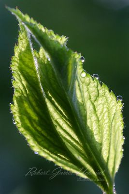 Black Raspberry leaf and dew 24.jpg