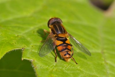 Hoverfly on leaf 24.jpg
