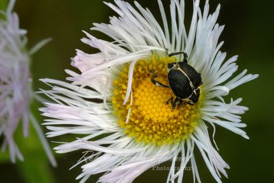 Iris Weevil on Common Fleabane 24.jpg
