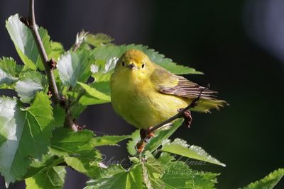 Yellow Warbler in leaves 24.jpg