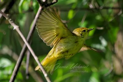 Yellow Warbler in flight 24.jpg