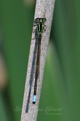 Eastern Forktail Damselfly 24.jpg