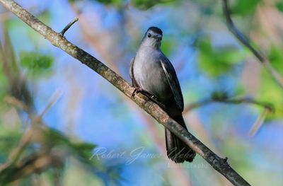 Gray Catbird 24.jpg