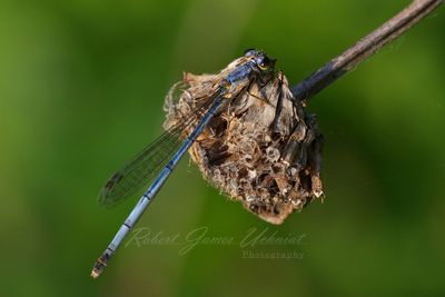 Northern Bluet Damselfly 24.jpg