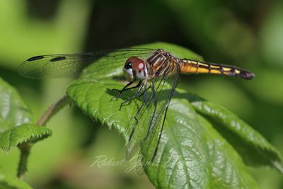 Yellow Sided Skimmer 24.jpg