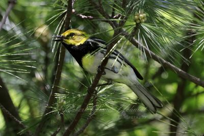 Black Throated Green Warbler 24.jpg