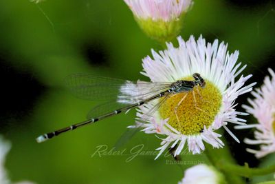 Stream Bluet on Common Fleabane 24.jpg