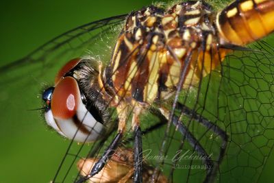 Yellow Sided Skimmer close 24.jpg