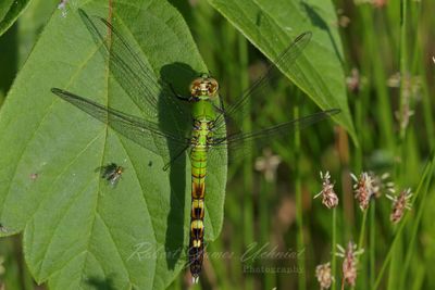 Eastern Pondhawk on leaf 24.jpg