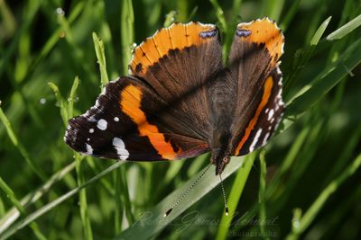 Red Admiral Butterfly 24.jpg