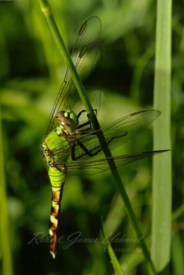 Eastern Pondhawk close 24.jpg