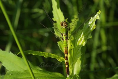 Eastern Pondhawk on leaf 2 24.jpg