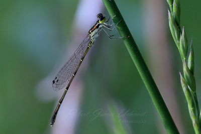 Fragile Forktail Damselfly 24.jpg