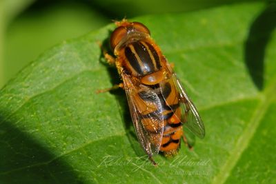 Hoverfly on leaf 2 24.jpg