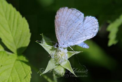 Summer Azure Butterfly feeding 24.jpg